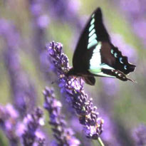 Young Living Essential Oils