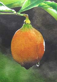 Katrina Small Still Life
